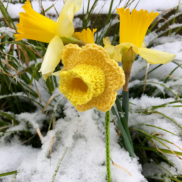 Yellow crocheted daffodil photographed beside real daffodils by Coastal Crochet